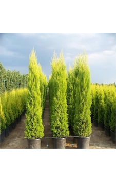 Saksıda Geniş Formlu Limoni Selvi Boy 180-200 Cm Saksıda Geniş Formlu Limoni Selvi Boy 180-200 Cm
