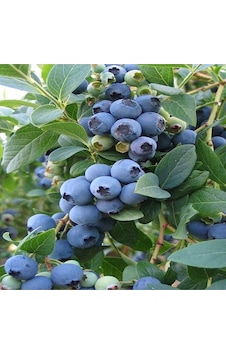 Yaban Mersini Fidanı Blueberry Bluecrop Saksıda Yaban Mersini Fidanı Blueberry Bluecrop Saksıda