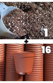 1 lt kaktüs sukulent yetiştirme toprağı ve 16 adet 5.5 cm saksi