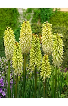 Kniphofia Ice Queen Fener Meşale Çiçeği Zambağı Soğanı 1 Adet Kniphofia Ice Queen Fener Meşale Çiçeği Zambağı Soğanı 1 Adet