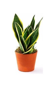 Sansevaria Peygamber Kılıç Çiçeği Paşa Kılıcı 45-55 Cm