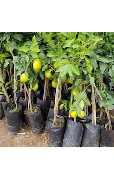Limon Fidanı Yediveren 90/120 Santim Boyunda