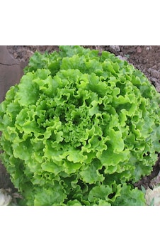 Yerli Kışlık Kıvırcık Marul Tohumu 10 GR Ort 7500 Ad Tohum N112834 Yerli Kışlık Kıvırcık Marul Tohumu 10 GR Ort 7500 Ad Tohum N112834