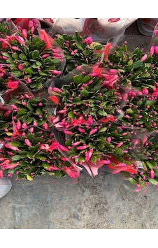 Muhteşem Dolgun Pembe Renk 1 Adet Saksılı Yılbaşı Çiçeği Yılbaşı Kaktüsü Muhteşem Dolgun Pembe Renk 1 Adet Saksılı Yılbaşı Çiçeği Yılbaşı Kaktüsü