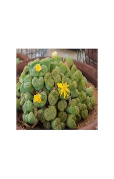 Dashing Look Lithops Bromfieldii Insularis V Sulphurea Sukulent Tohumu Th-dshnglookthm060 Dashing Look Lithops Bromfieldii Insularis V Sulphurea Sukulent Tohumu Th-dshnglookthm060