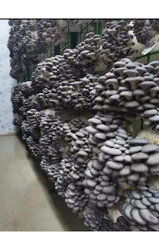 20.000 Adet İstiridye Kavak Mantarı Tohumu, Ekim Poşetleri Ve Eğitim Kılavuzu