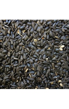 Papağan Çekirdek Küçük Taneli 1 KG Taze