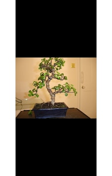 Siyah Taş Saksıda Para Bonsai Ağacı Siyah Taş Saksıda Para Bonsai Ağacı
