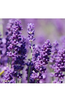 Lavanta Tohumu Yerli Lavandula 100 Adet N11493 Lavanta Tohumu Yerli Lavandula 100 Adet N11493
