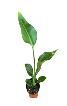 Starliçe Cennet Kuşu 50-60 Cm Tek Gövdeli Starliçe Cennet Kuşu 50-60 Cm Tek Gövdeli