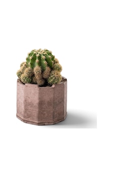 Zevli Ateliera El Yapımı Beton Saksı + Canlı Sukulent & Kaktüs Koleksiyonu Kızıl Toprak, Geo, Echinopsis Oxygona Kaynana Topuzu Zevli Ateliera El Yapımı Beton Saksı + Canlı Sukulent & Kaktüs Koleksiyonu Kızıl Toprak, Geo, Echinopsis Oxygona Kaynana Topuzu