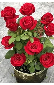 Minyatür Aşk Gülü Bodur Kırmızı Saksılı Dikime Hazır 20-40cm Minyatür Aşk Gülü Bodur Kırmızı Saksılı Dikime Hazır 20-40cm