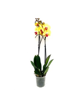 Phalaenopsis Orkide , Çift Dallı Orkide 60-80cm Arası Boyunda, Koyu Sarı - 48358573 Phalaenopsis Orkide , Çift Dallı Orkide 60-80cm Arası Boyunda, Koyu Sarı - 48358573