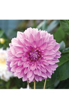 Lavender Perfection Dahlia Yıldız Çiçeği Yumrusu (1 adet ) Lavender Perfection Dahlia Yıldız Çiçeği Yumrusu (1 adet )