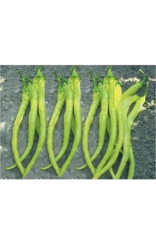 Biber Sarı Sivri Çorbacı Tohumu 10 Gr Biber Sarı Sivri Çorbacı Tohumu 10 Gr