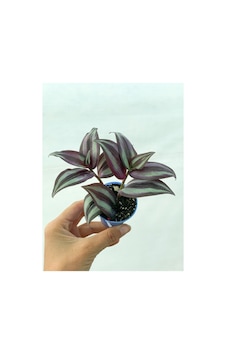Bitkim Sende Bordo Telgraf Çiçeği 5.5 Cm Saksıda Bitkim Sende Bordo Telgraf Çiçeği 5.5 Cm Saksıda