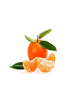 Tüplü Aşılı Aromalı W.murcot Mandalina Fidanı Tüplü Aşılı Aromalı W.murcot Mandalina Fidanı