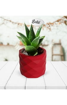 Kişiye Özel Sukulent Canlı Çiçek model 4 Kişiye Özel Sukulent Canlı Çiçek model 4