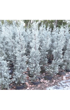 Mavi Selvi Cupressus Arizonica 200cm