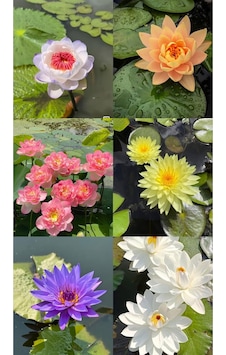 12 Adet Lotus Çiçeği Tohumu Nilüfer Çiçeği Karışık Renkli Orjinal Lotus Su Ve Toprakta Yetişir 20beyazcipso 12 Adet Lotus Çiçeği Tohumu Nilüfer Çiçeği Karışık Renkli Orjinal Lotus Su Ve Toprakta Yetişir 20beyazcipso