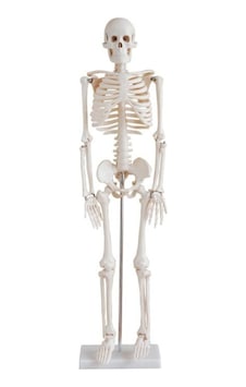 İnsan İskeleti Modeli 45 Cm İnsan İskeleti Modeli 45 Cm