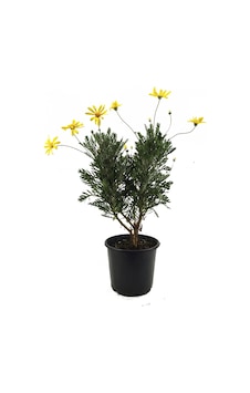 Euryops - Sarı Çalı Papatyası, 3 Adet Euryops - Sarı Çalı Papatyası, 3 Adet