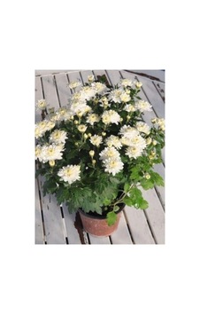 Beyaz Kasımpatı Krizantem Hüzün Çiçeği Chrysanthemum 10-20 Cm Beyaz Kasımpatı Krizantem Hüzün Çiçeği Chrysanthemum 10-20 Cm