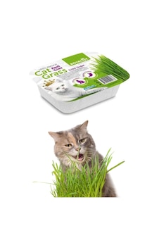 Royalist Kedi Çimi