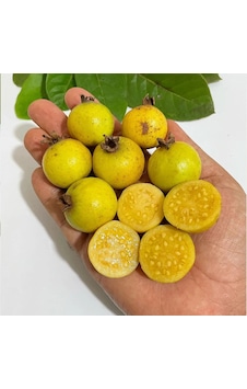 Üzüm Guava Fidanı Nadir Sarı Meyveli Egzotik Guava Çeşidi Psidium Guineense