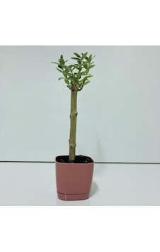 Pembe Lüx Saksıda Minyatür Bonsai Zeytin Fidanı Pembe Lüx Saksıda Minyatür Bonsai Zeytin Fidanı