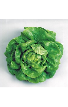 Yerli Tereyağlı Kıvırcık Marul Tohumu 10 GR Ort 7500 Ad Tohum N113432 Yerli Tereyağlı Kıvırcık Marul Tohumu 10 GR Ort 7500 Ad Tohum N113432
