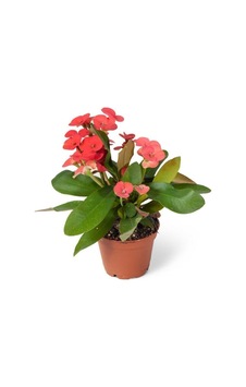 Euphorbia Milii Dikenler Tacı Çiçekli Kaktüs Euphorbia Milii Dikenler Tacı Çiçekli Kaktüs