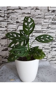 Monstera Monkey Deve Tabanı Monstera Monkey Deve Tabanı