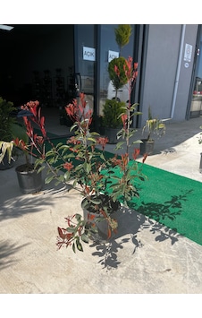 Alev Çalısı - Photinia Fraseri 'red Robin' Alev Çalısı - Photinia Fraseri 'red Robin'