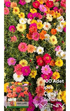 100 Adet İpek Çiçeği Tohumu Şellaki 2 Paket 100 Adet İpek Çiçeği Tohumu Şellaki 2 Paket