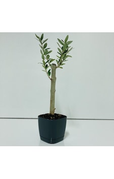 Siyah Lüx Saksıda Minyatür Bonsai Zeytin Fidanı Siyah Lüx Saksıda Minyatür Bonsai Zeytin Fidanı