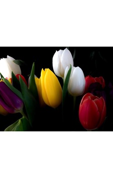 Safir Garden Karışık Lale Çiçeği Soğanı 10 Adet Safir Garden Karışık Lale Çiçeği Soğanı 10 Adet