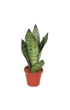 Sansevieria Zeylanica Paşa Kılıcı Hava Temizleyici Bitki Ev Ofis Salon Bitkisi Sansevieria Zeylanica Paşa Kılıcı Hava Temizleyici Bitki Ev Ofis Salon Bitkisi