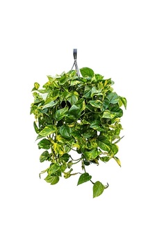 Pothos Sarmaşığı Askılı Saksıda Bitkisi, Ev Bitkisi, Ofis Salon Bitkisi Genel Pothos Sarmaşığı Askılı Saksıda Bitkisi, Ev Bitkisi, Ofis Salon Bitkisi Genel