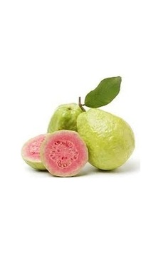 Armu Guava Fidanı Fidan Armu Guava Fidanı Fidan