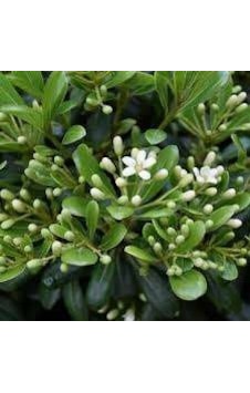 Mis Kokulu Yıldız Çalısı Pittosporum Tobira Japanese Cheesewood Mis Kokulu Yıldız Çalısı Pittosporum Tobira Japanese Cheesewood