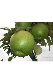 Granny Smith Elma Fidanı Aşılı - 2 Yaş Tüplü 100-120 Cm Granny Smith Elma Fidanı Aşılı - 2 Yaş Tüplü 100-120 Cm