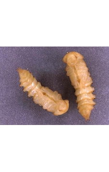 Un Kurdu Pupa Evresı 50 Adet Un Kurdu Pupa Evresı 50 Adet