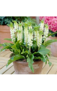 Soğuklara Dayanıklı Eucomis Autumnalis White Ananas Çiçeği Zambağı Soğanı 1 Adet