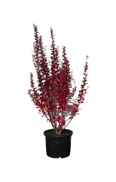 Esthetic Architecture  Roket  Formlu Berberis
