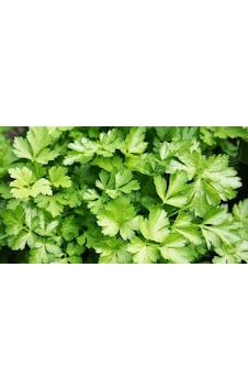 Geleneksel Maydanoz Tohumu 300+ Tohum N116455 Geleneksel Maydanoz Tohumu 300+ Tohum N116455