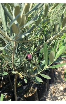Ada Tarım Tüplü 1 Yaş 2 Adet Gemlik Zeytin Kırmalık