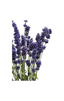 Tr Zevli Canlı Aromatik Mutfak Bitkileri Lavanta Fidesi Tr Zevli Canlı Aromatik Mutfak Bitkileri Lavanta Fidesi