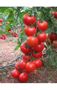 Domates Tohumu 100 Adet Kırmızı Domates Tohumu Domates Tohumu 100 Adet Kırmızı Domates Tohumu