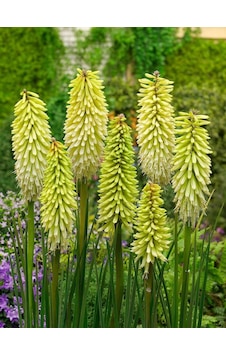 Soğuklara Dayanıklı Kniphofia Ice Queen Fener Meşale Çiçeği Zambağı Soğanı 1 Adet